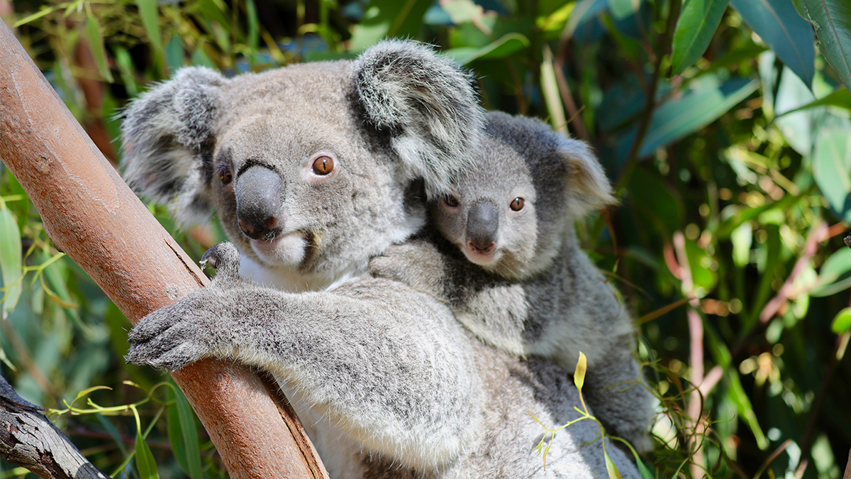 The incredible work to save Australia's koalas