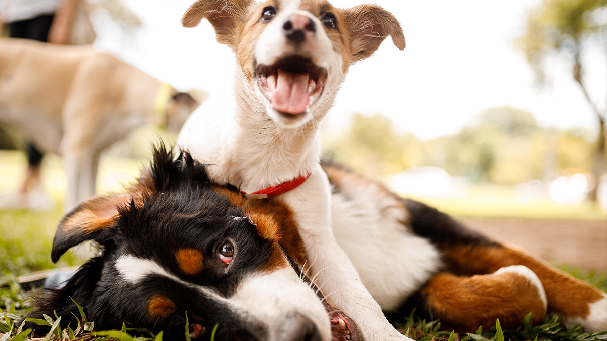 Petstock puppy school sales cost